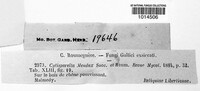 Cytosporella mendax image